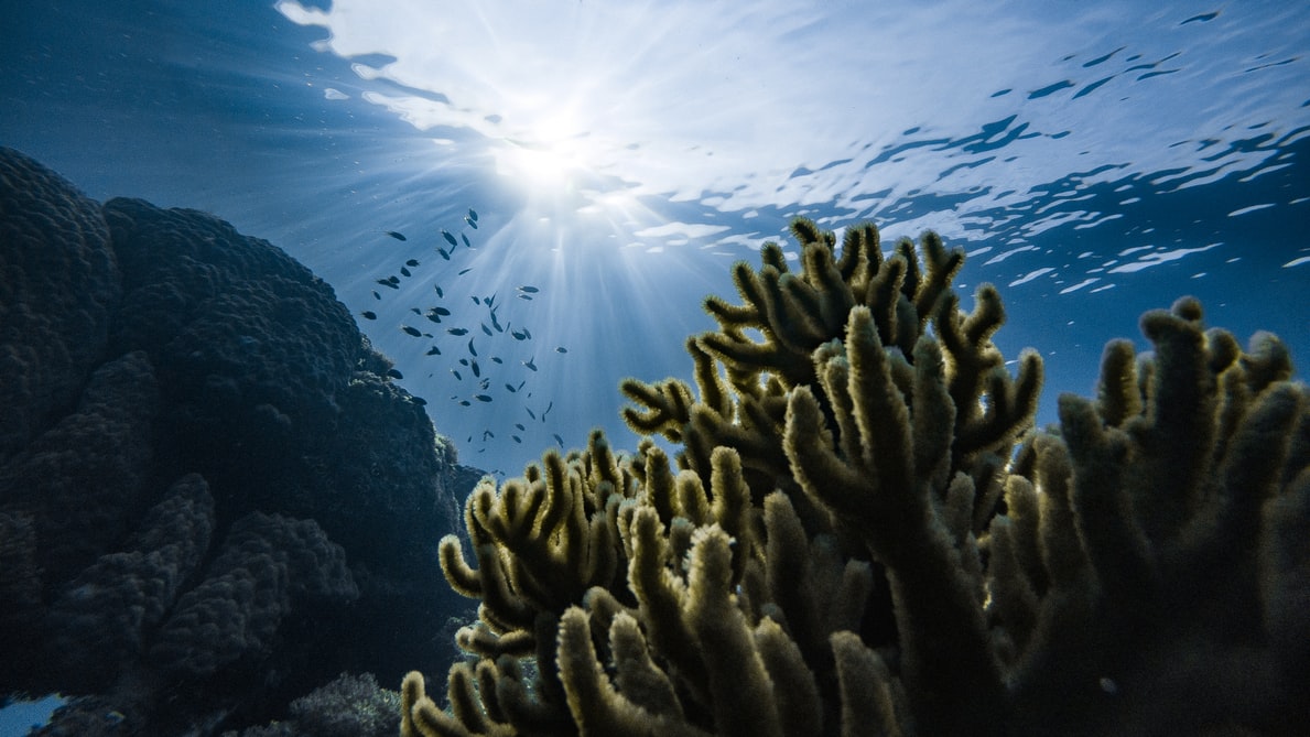 Images de coraux